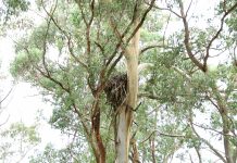 Stakes high for forests