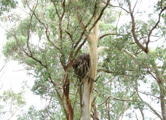 Stakes high for forests