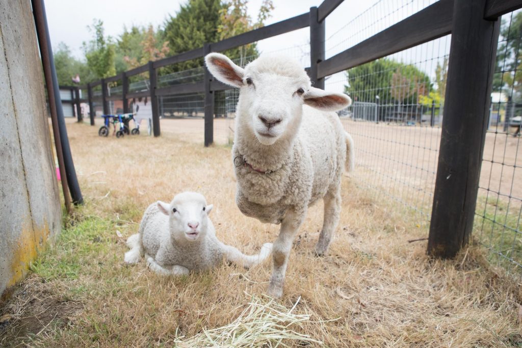 Edgars Mission calls on ewe