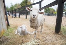 Edgars Mission calls on ewe