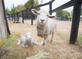 Edgars Mission calls on ewe