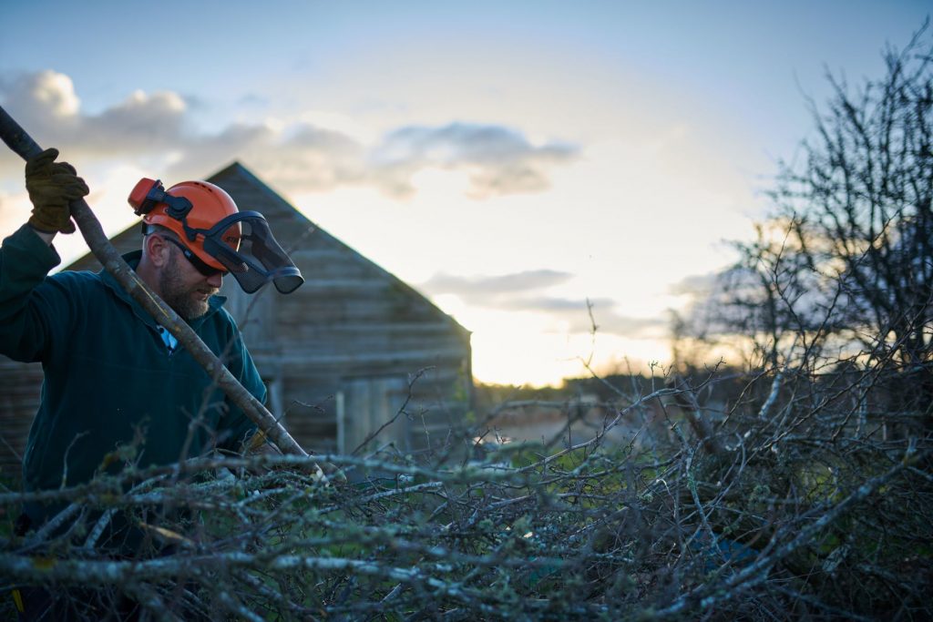 Hedgerow rejuvenation
