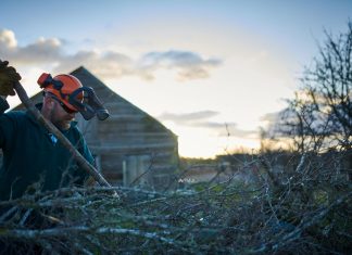 Hedgerow rejuvenation