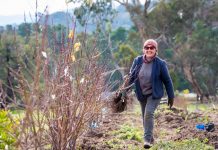 Saving our apple heritage