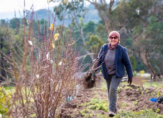 Saving our apple heritage