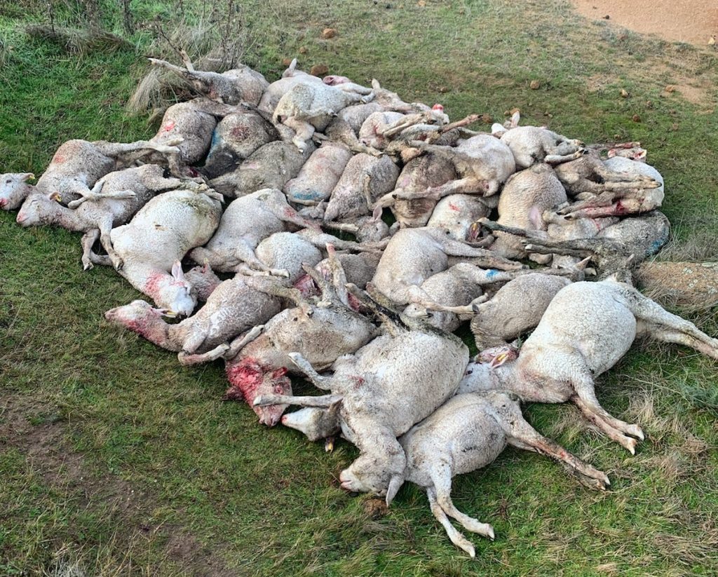 Dog attack devastates