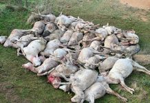 Dog attack devastates