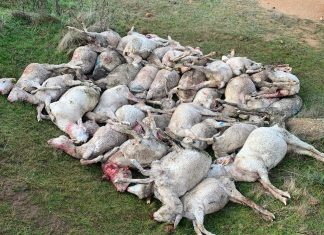 Dog attack devastates