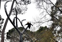 From gallery to garden