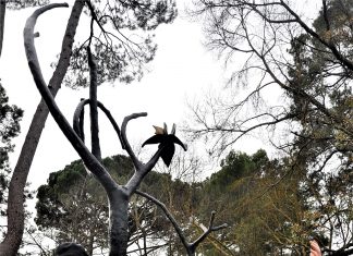 From gallery to garden