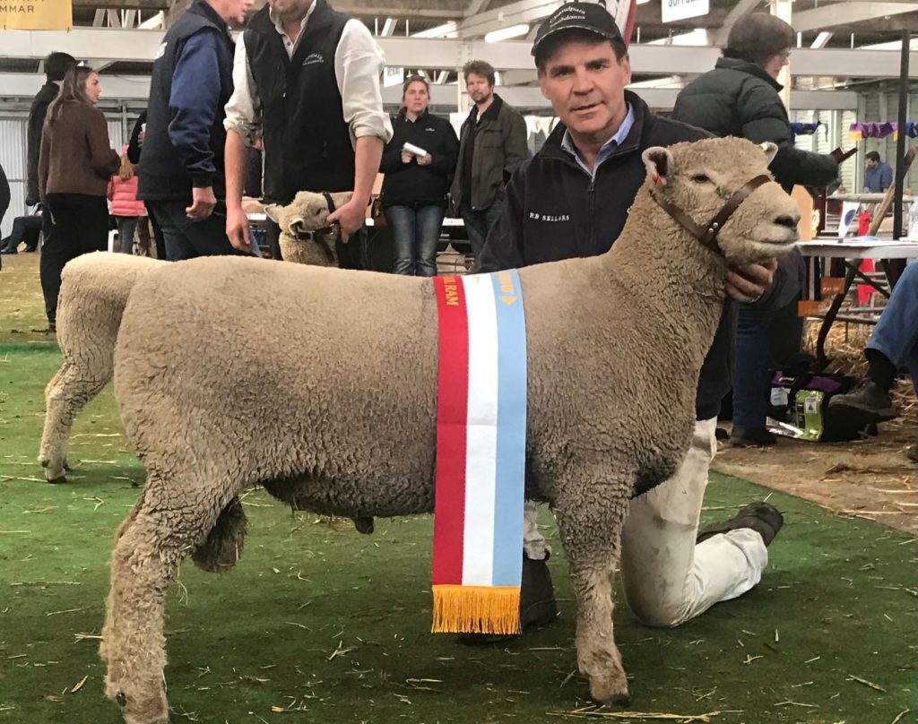 Chandpara Stud sheep supreme