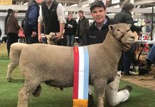 Chandpara Stud sheep supreme