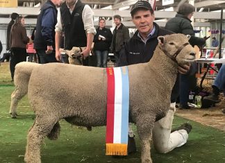 Chandpara Stud sheep supreme