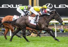 Bright future for stable star