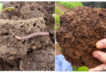 Healthy Soils seeks farmers