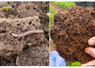 Healthy Soils seeks farmers