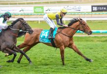 Gallopers put best feet forward