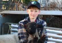 A sheep stud of Seb’s own