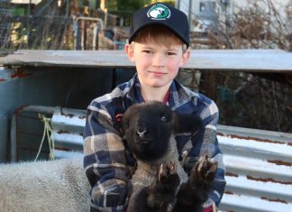 A sheep stud of Seb’s own