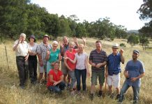 Ballantinia, banksias and blue-banded bees