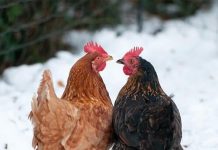 Keeping backyard chooks