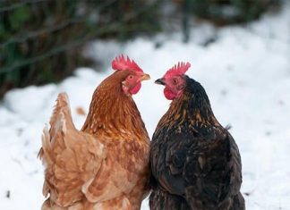 Keeping backyard chooks