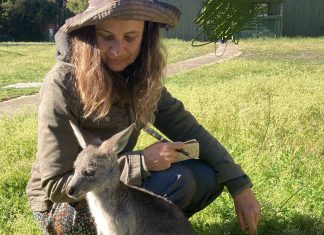 Celebrating World Kangaroo Day