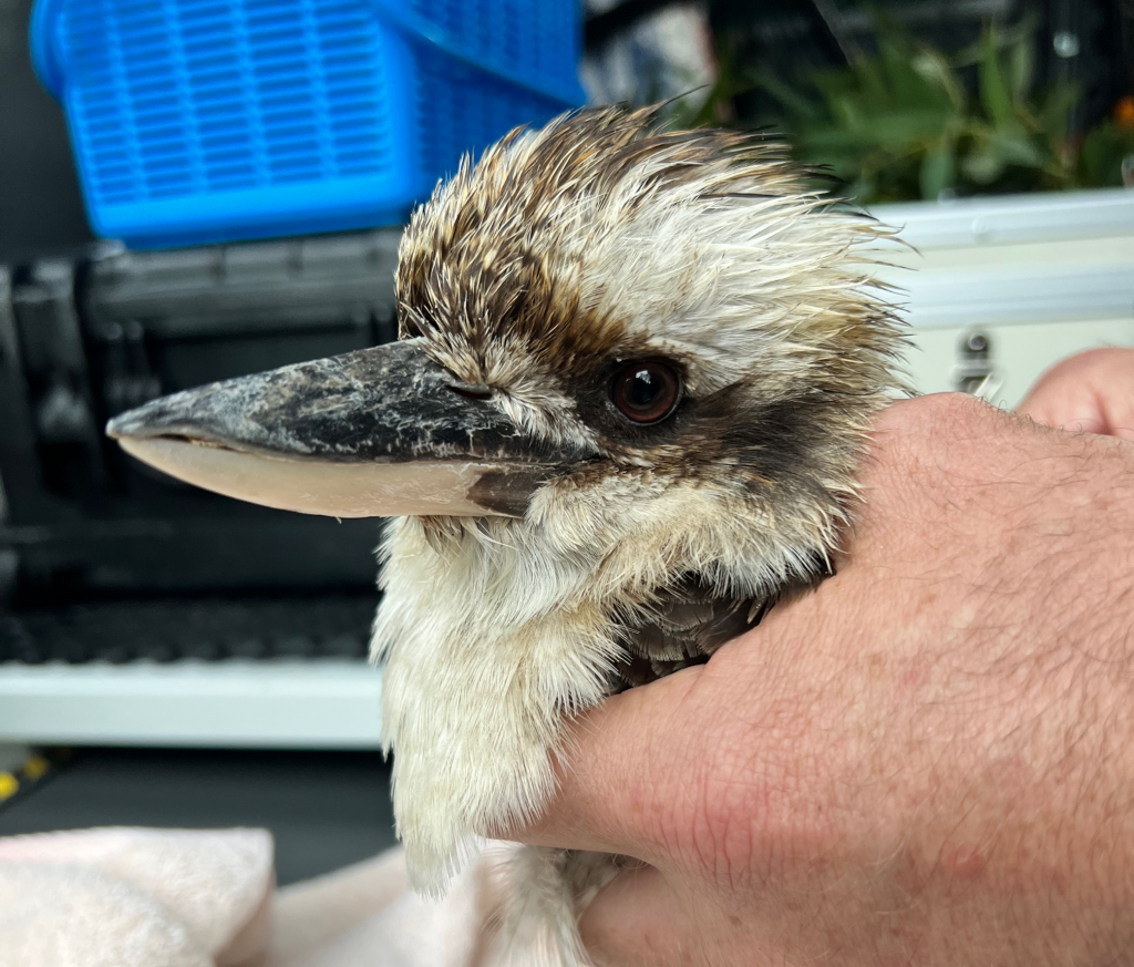 Wildlife emergencies on the rise as wet weather ravages the state