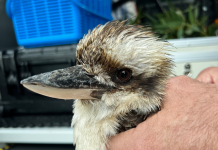 Wildlife emergencies on the rise as wet weather ravages the state