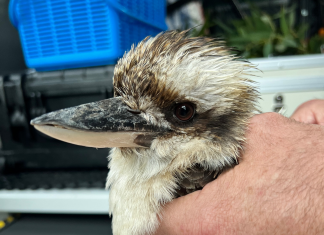 Wildlife emergencies on the rise as wet weather ravages the state