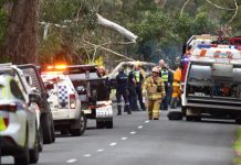 Woman killed by fallen tree