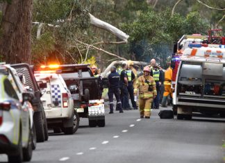 Woman killed by fallen tree