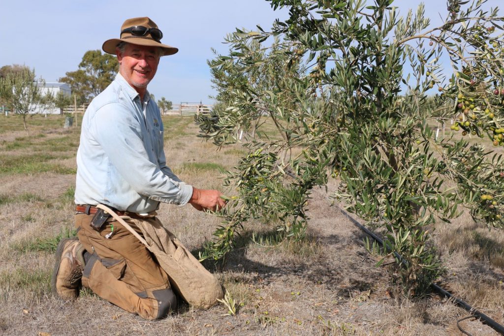 An accidental olivist