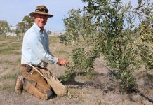 An accidental olivist