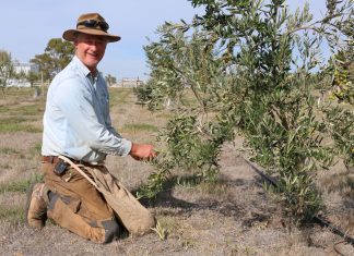 An accidental olivist