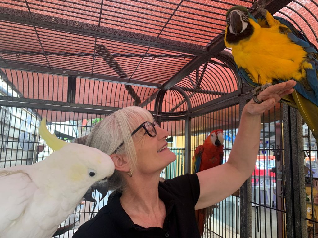 The great macaw rescue