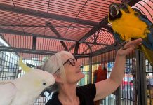 The great macaw rescue