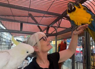 The great macaw rescue