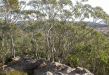 Mount Macedon Memorial Cross plans questioned