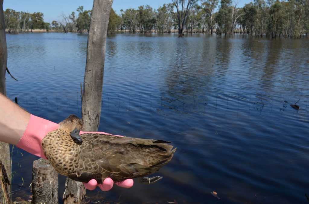 Mass duck casualties under investigation