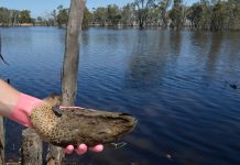 Mass duck casualties under investigation