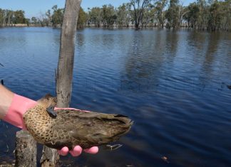Mass duck casualties under investigation
