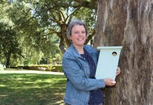 Rare sighting of live brushtailed phascogale captured in Kyneton