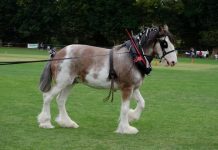 Horse show set to return