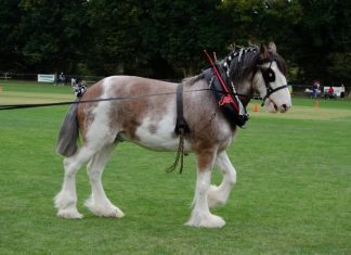 Horse show set to return