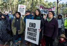 Native forest logging to end