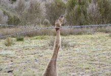 Call to lower the risk