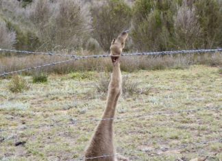 Call to lower the risk