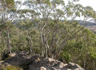 Cross plan splits views