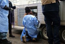 Dogs seized from alleged illegal breeding property